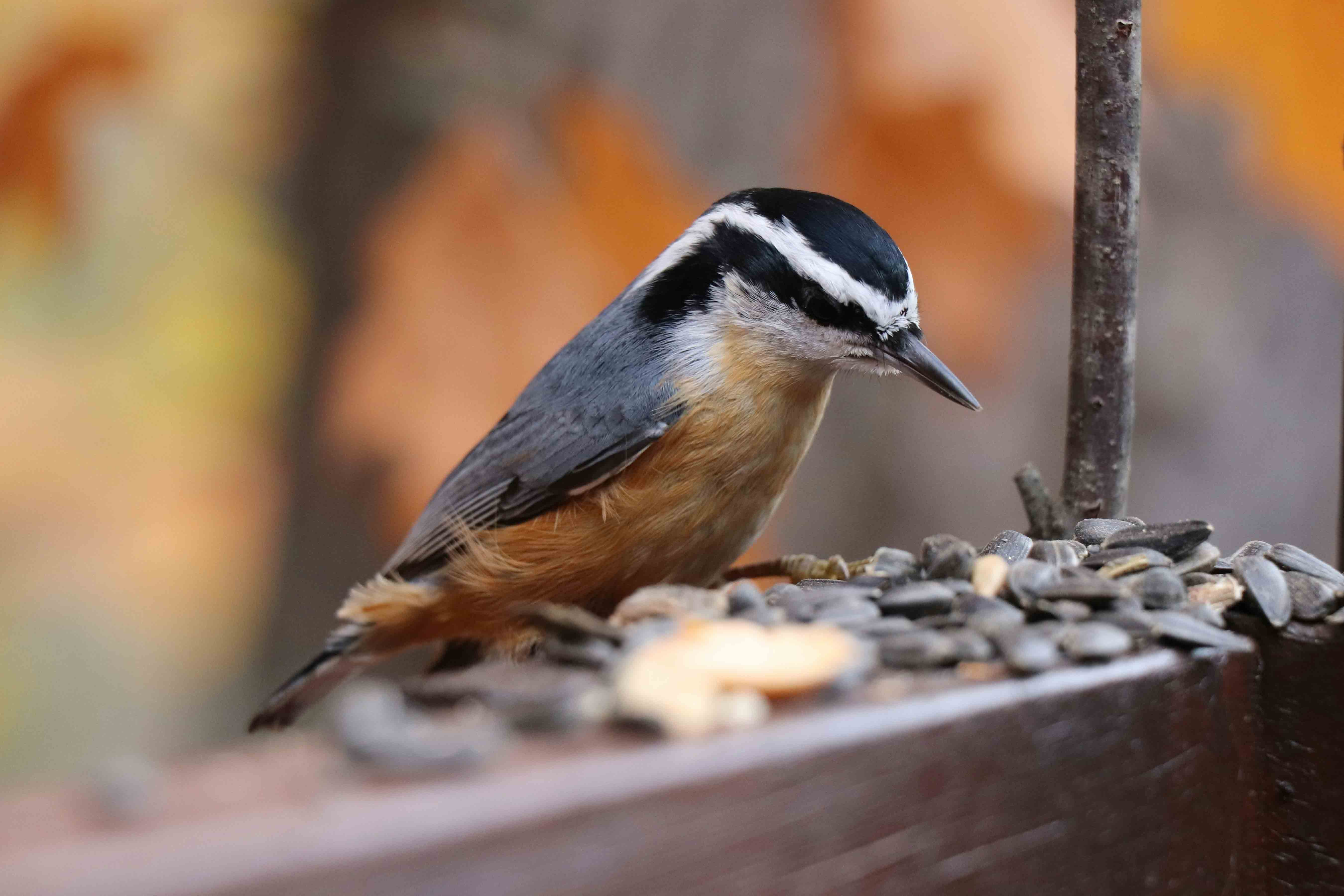How to Choose the Best Bird Food for Backyard Birds in North America ...