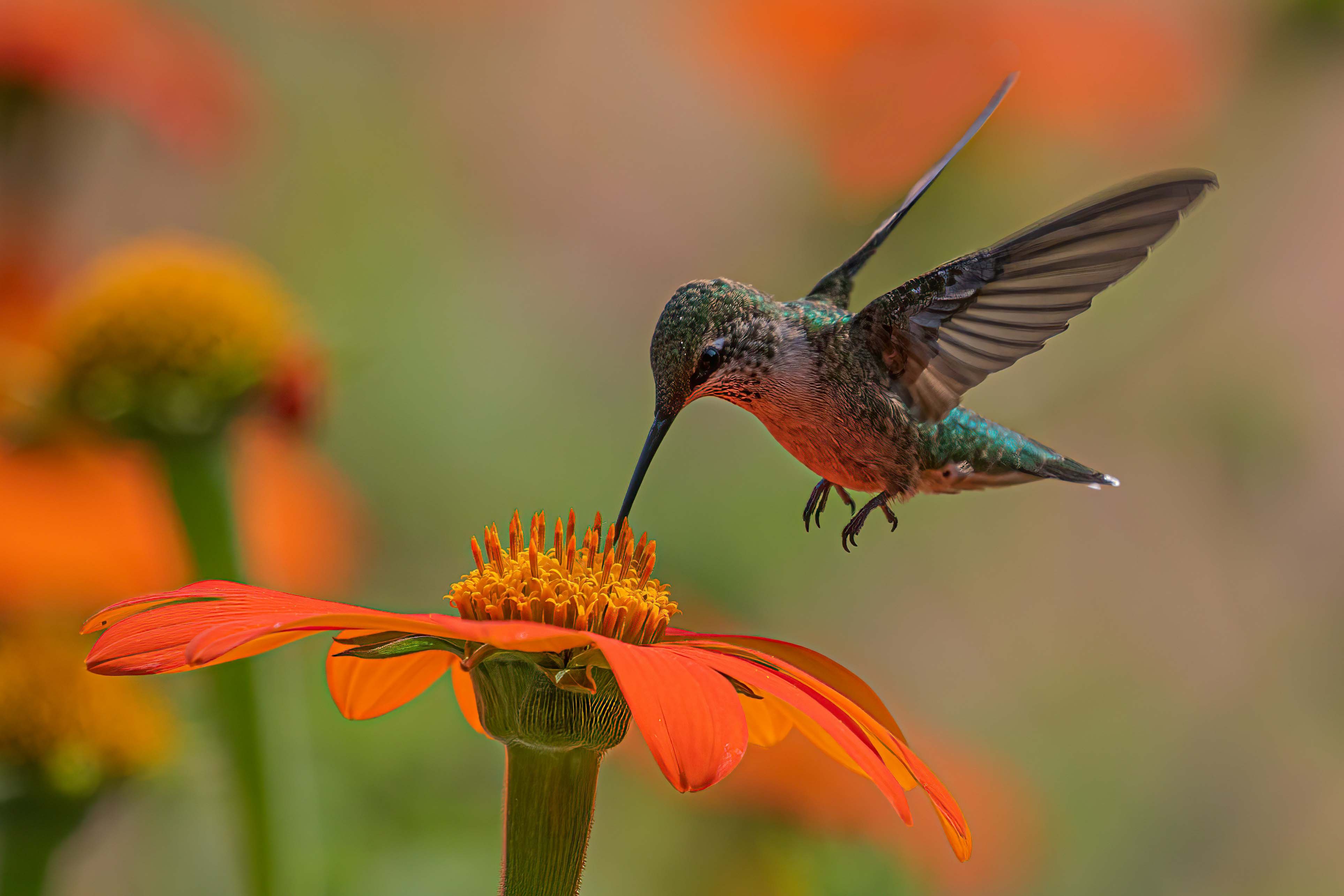 The Best Food for Hummingbirds (And What to Avoid!) – SoilGrove