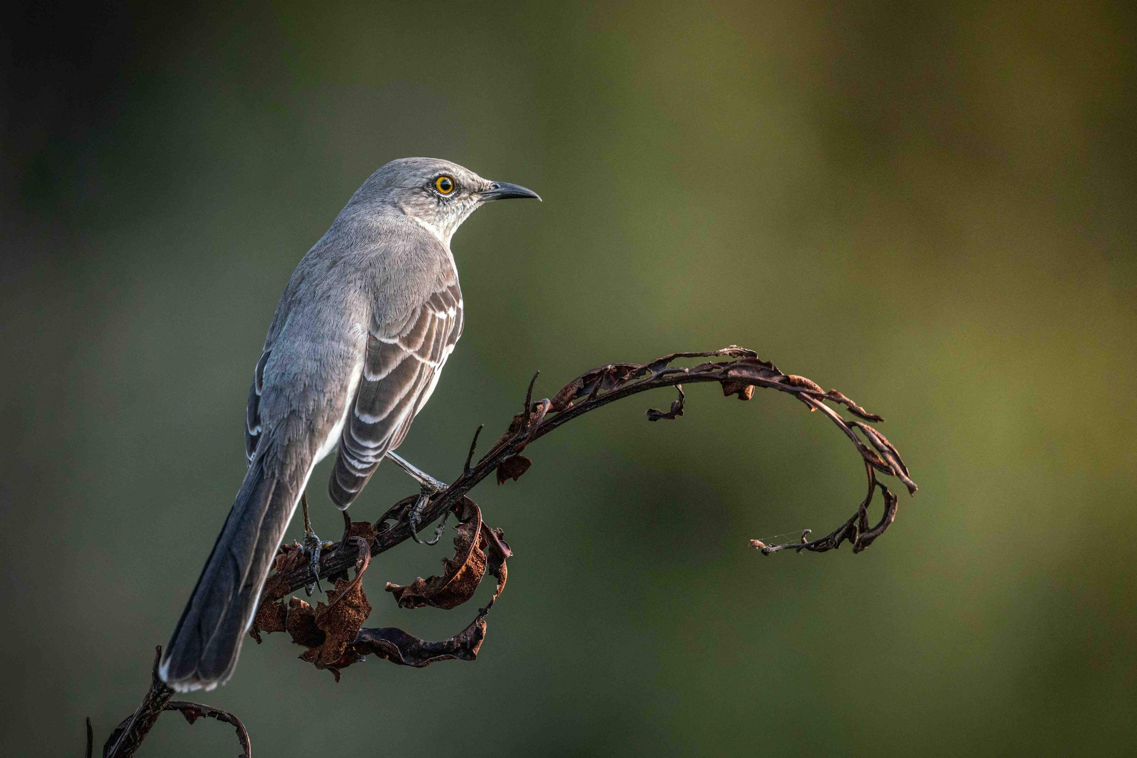 Backyard Birds by Season: What Birds Visit Your Yard Throughout the Year in North America