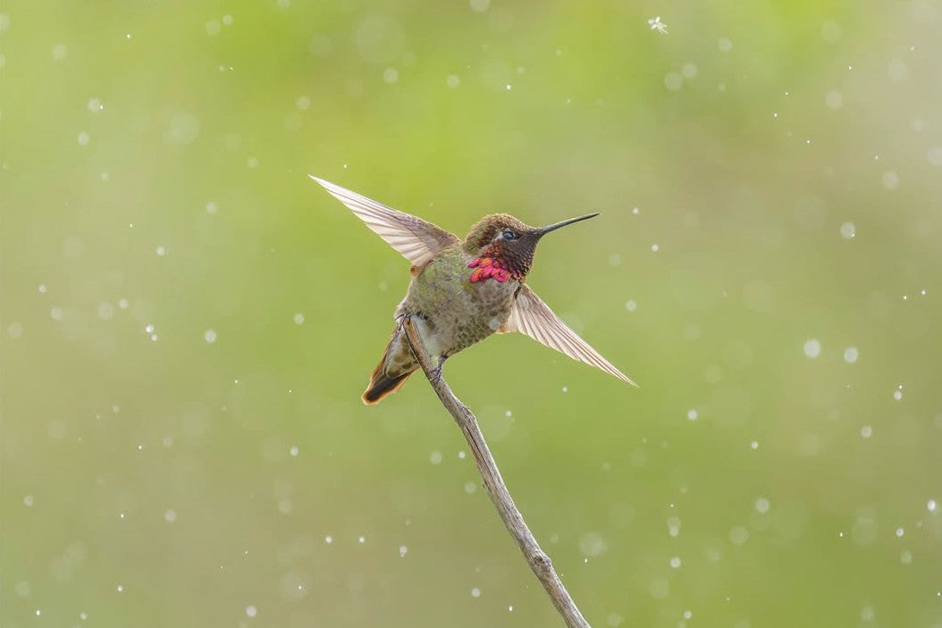 How to Attract Hummingbirds (10 Proven Tips)