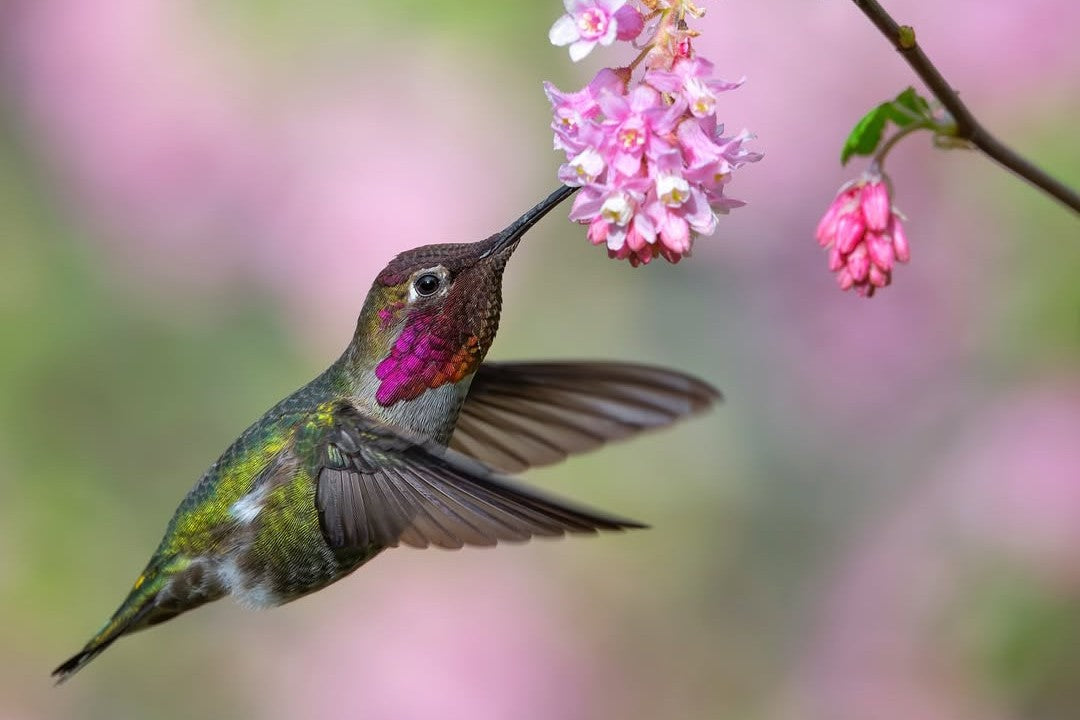 When to Put Out Hummingbird Feeders in 2026 (Full US Guide)