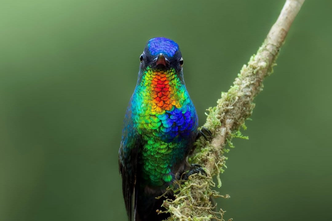 Why Haven’t Hummingbirds Arrived Yet in My Area? (7 Real Reasons)