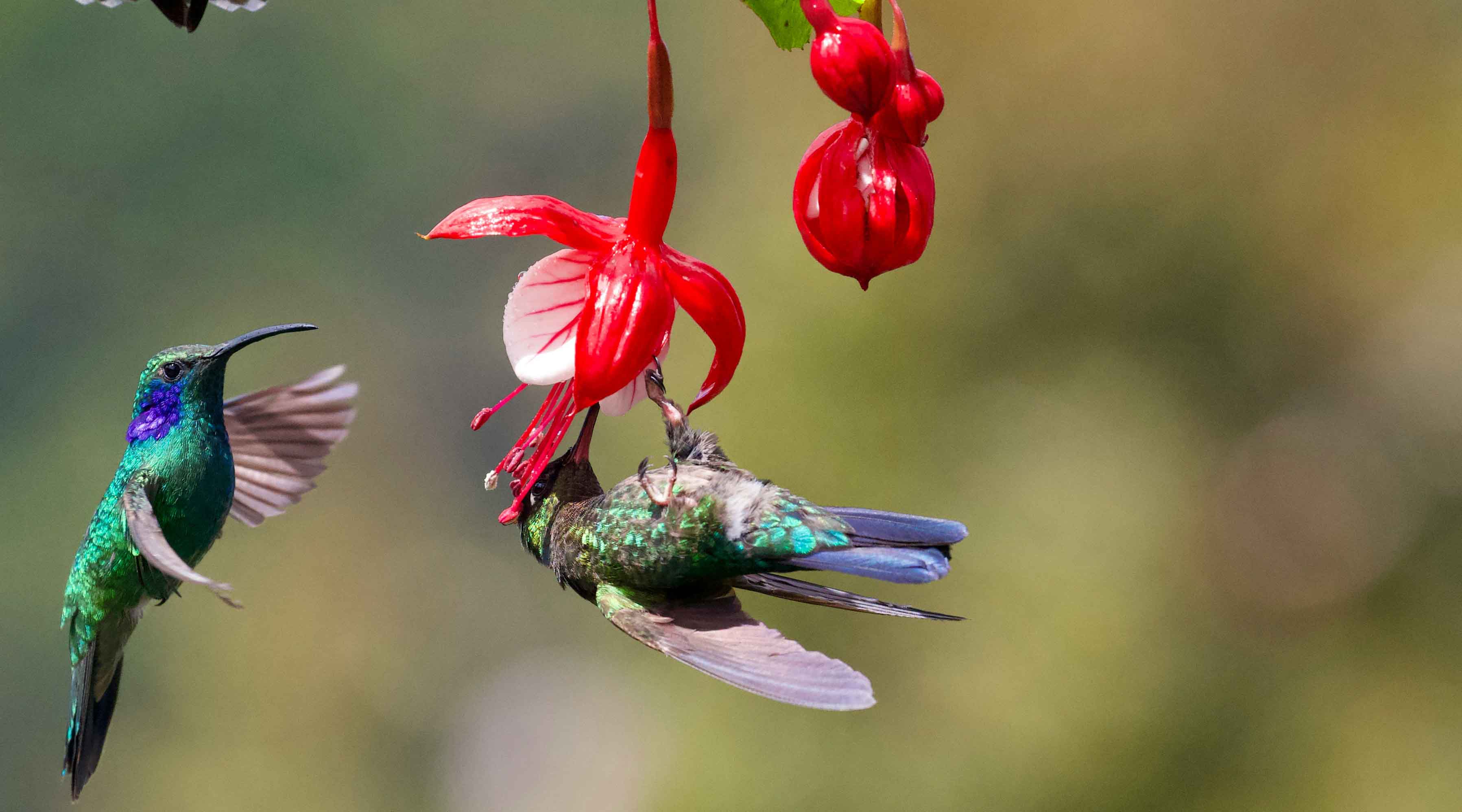 When Do Hummingbirds Come Back? The Ultimate Guide to Feeding Hummingbirds in North America